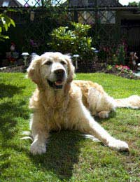 Pet Proof Preparing Garden For A Puppy